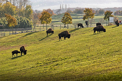 Tiergehege Mundenhof in Freiburg